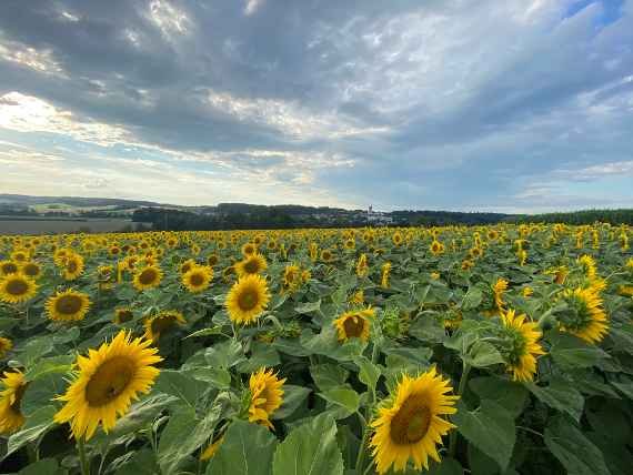 sonnenblumen