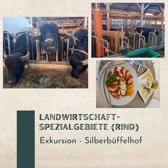 landwirtschaft-spezialgebiete zum bereich rind