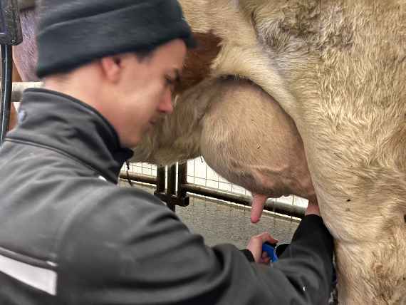 schueler beim melken