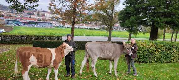 zwei kuehe und zwei schuelerinnen vor der schule