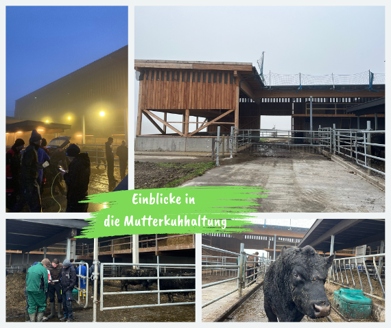 einblicke in die mutterkuhhaltung