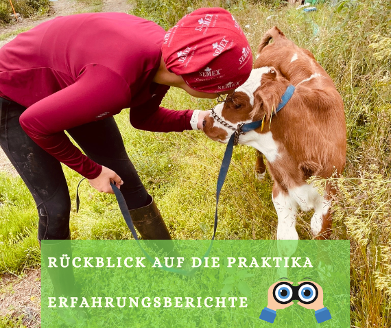 rueckblick auf die praktika und erfahrungsberichte