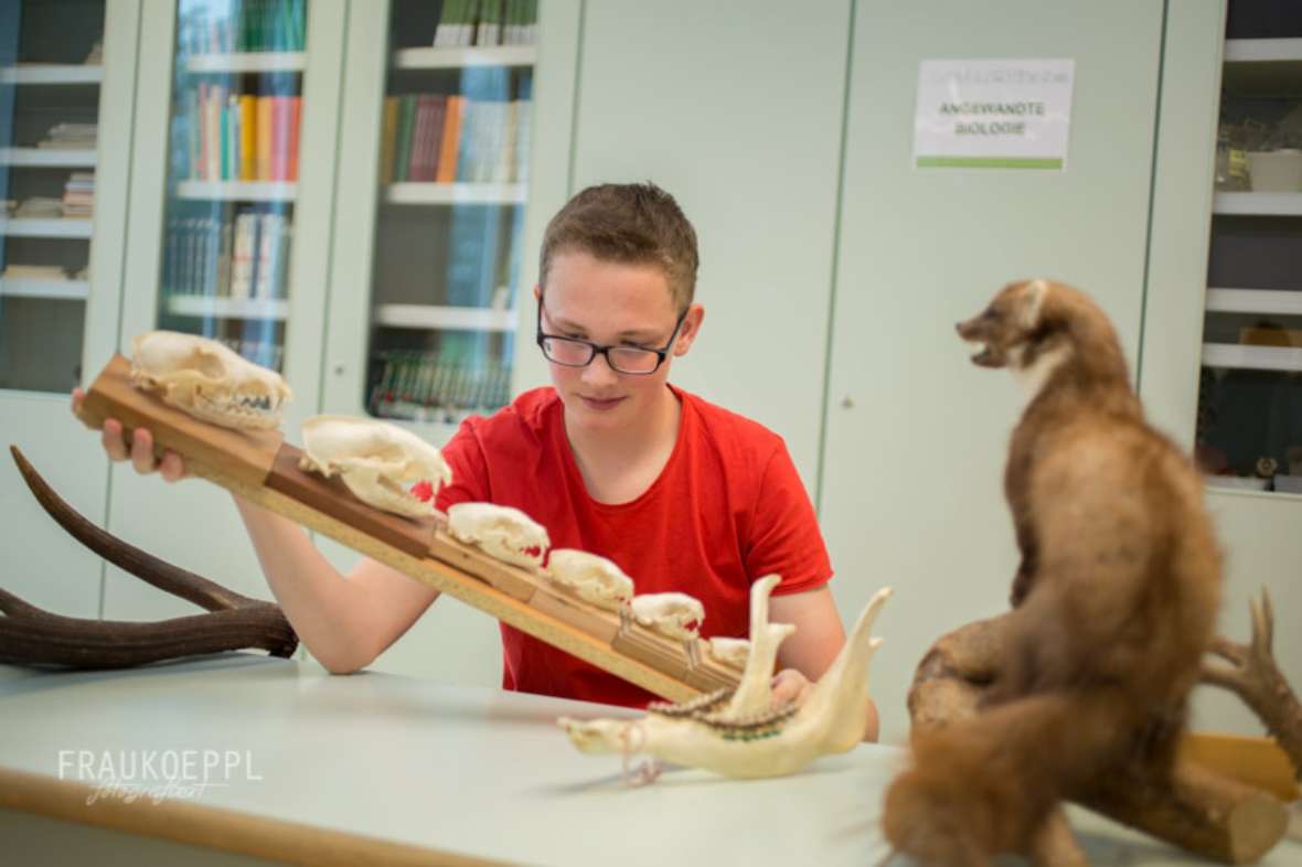 schueler beim bestimmen von tieren