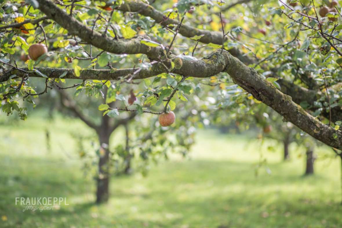 obstgarten