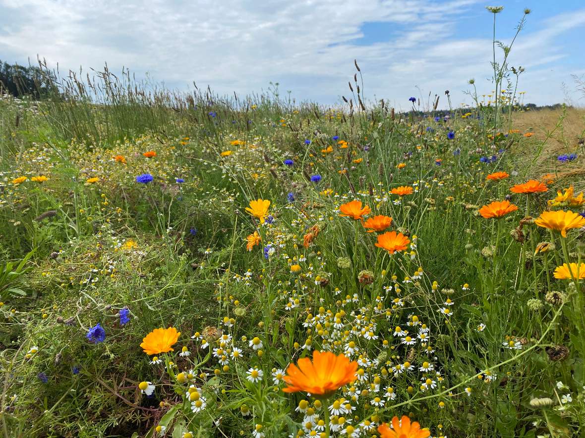 testfeld mit vielen bluehenden blumen