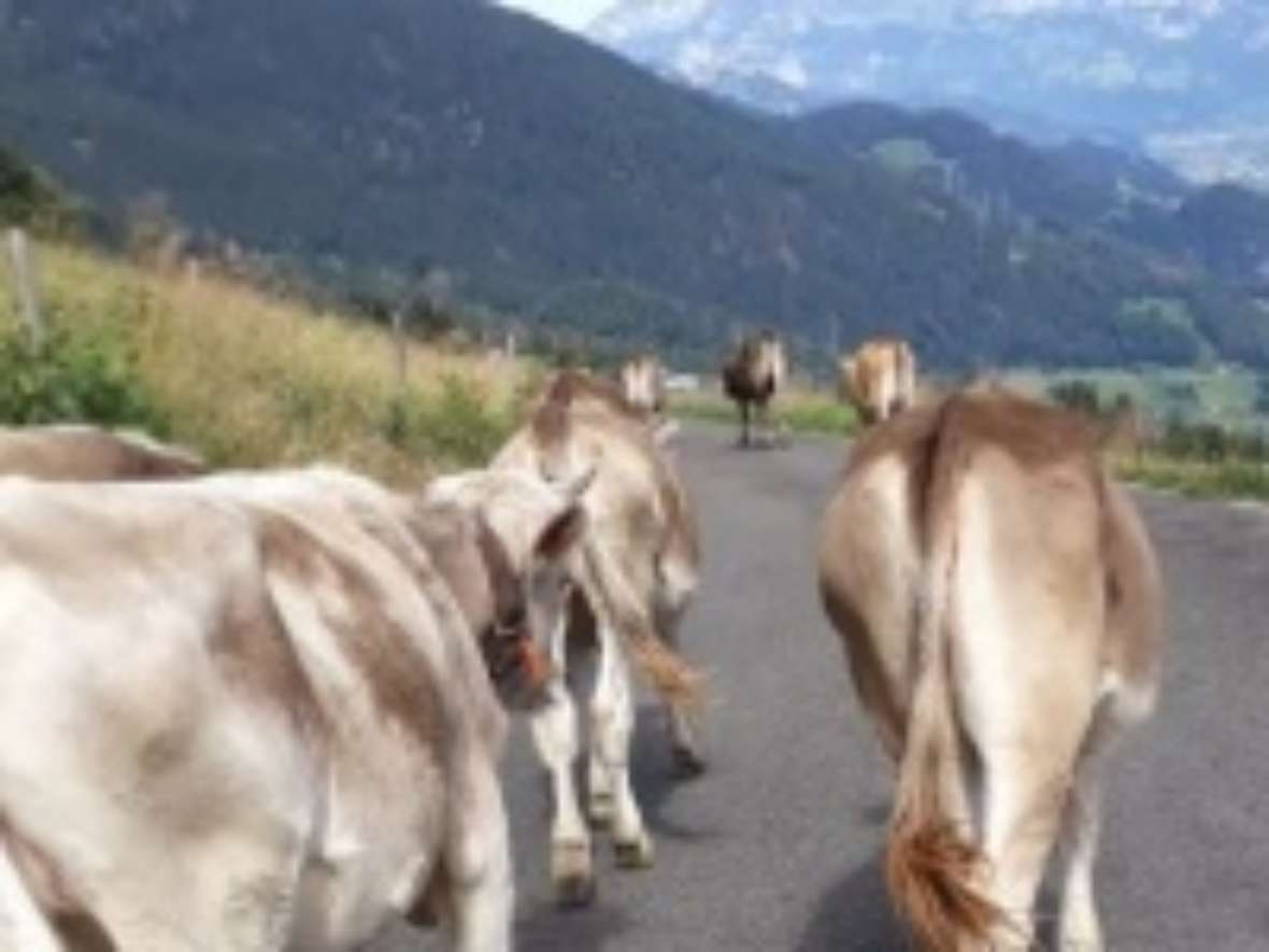 kuehe auf einer strasse