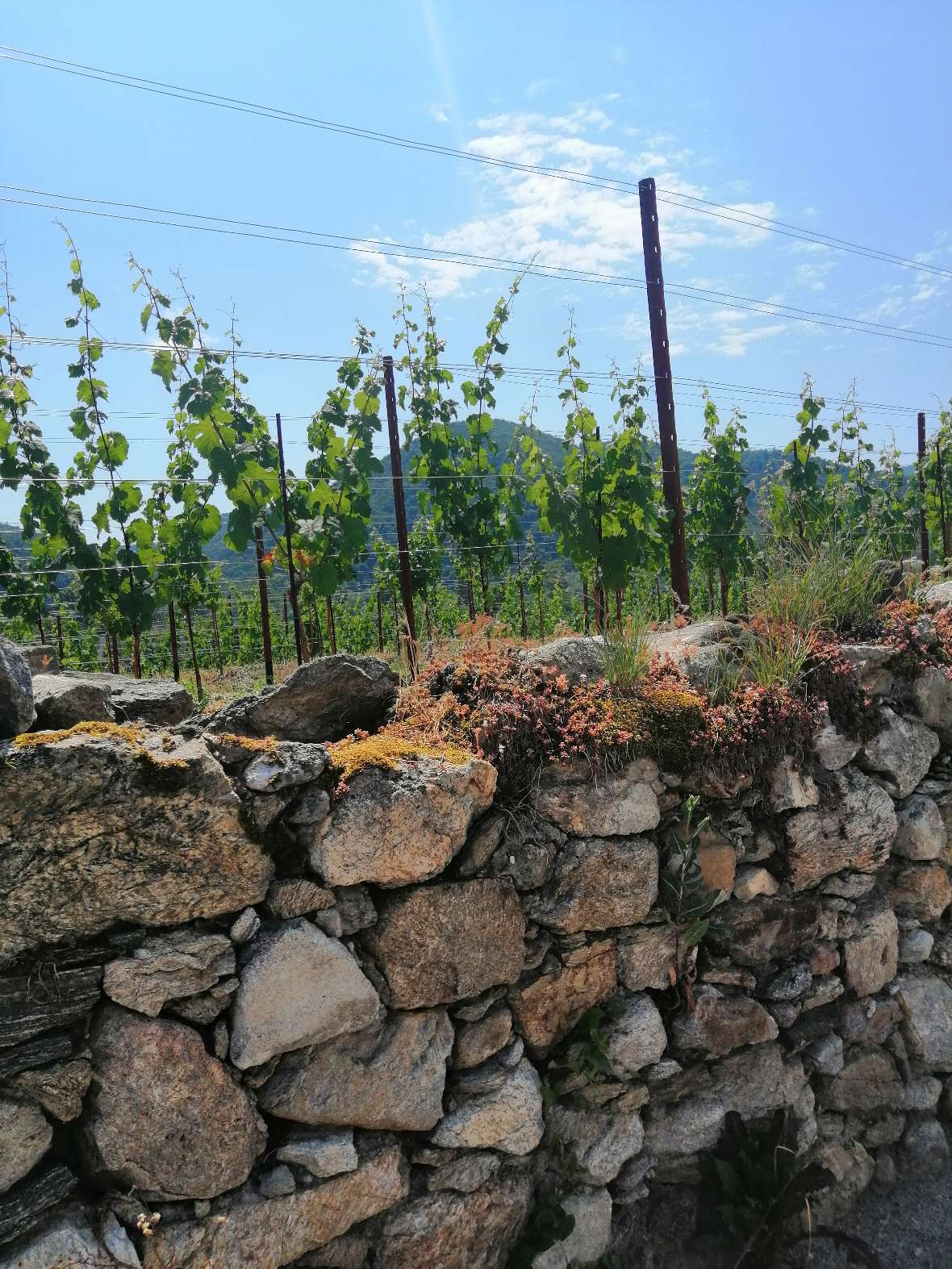 weinreben in der wachau